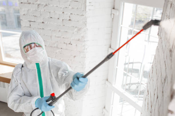 Trusted Marlton, NJ Mold Removal Experts